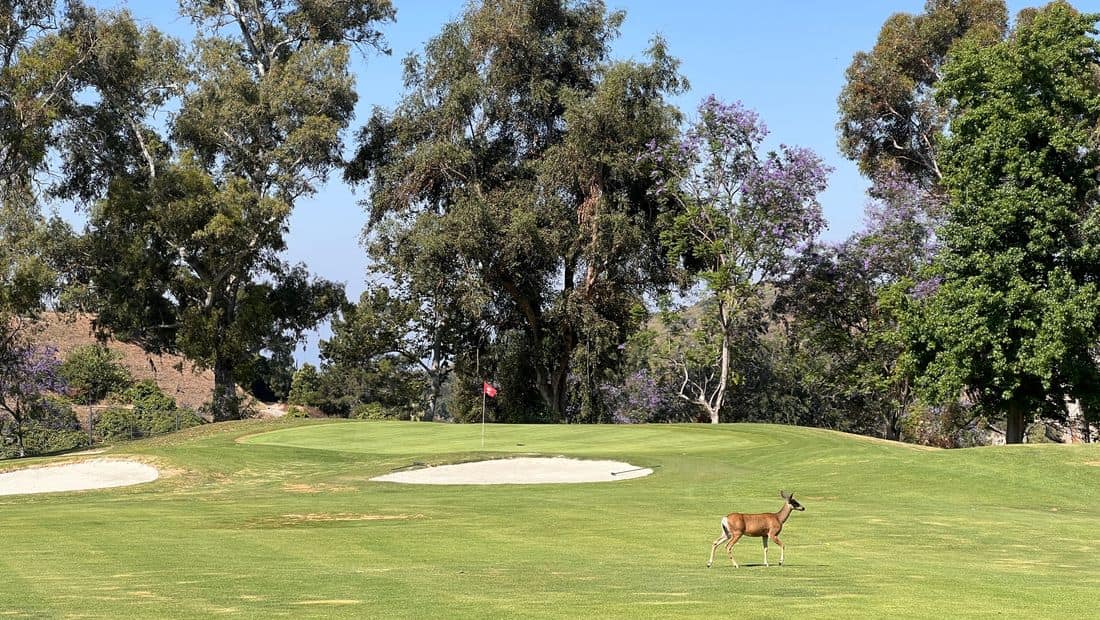 Tree-lined fairway at a public golf course